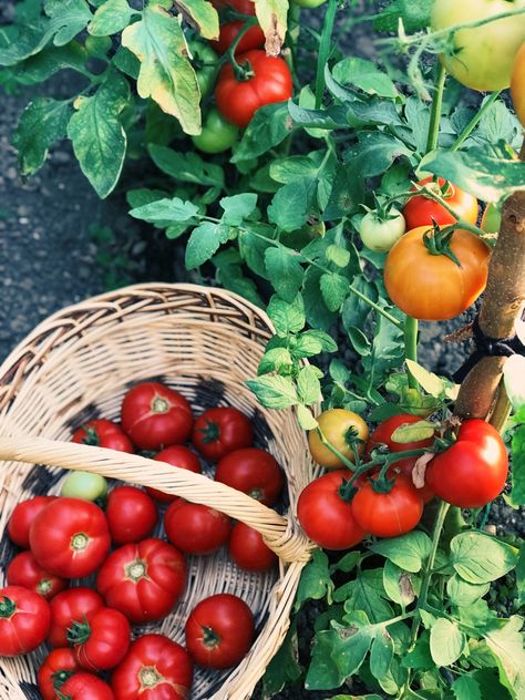 Tomato Garden Aesthetic, Tomatoes Aesthetic, Tomato Aesthetic, Tomato Party, Tomato Girl Aesthetic, Mediterranean Bread, Food Core, Italia Aesthetic, Tomato Girl