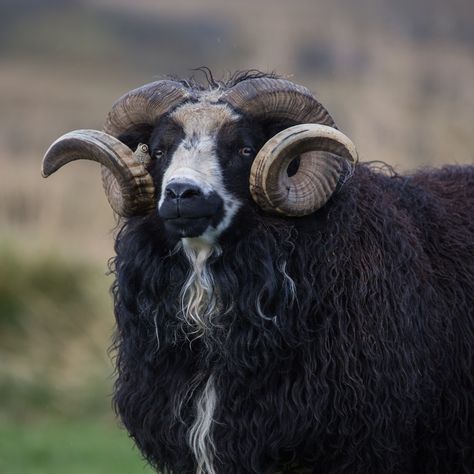 Rams Animal, Ram Pictures, Sheep With Horns, Icelandic Sheep, Goat Care, Goat Horns, Animal References, 영감을 주는 캐릭터, Fantastic Beasts