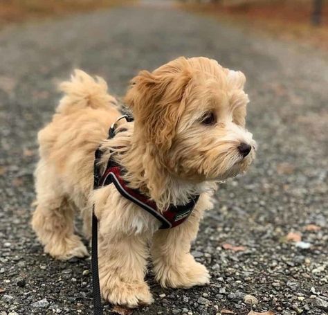 Teacup Dogs Full Grown, Miniature Golden Doodle Full Grown, Teacup Goldendoodle Full Grown, Toy Golden Doodle Puppy, Maltipoo Teddy Bear Haircut, Full Grown Goldendoodle, Toy Goldendoodle Full Grown, Maltipoo Dogs Full Grown, F1b Mini Goldendoodle Full Grown