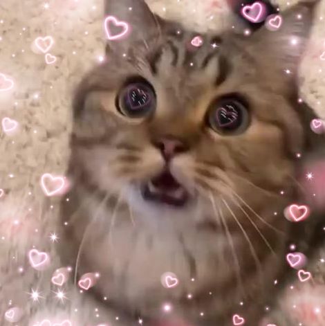 heart cat cute love reaction Love Reaction, Excited Cat, Funny Looking Cats, Cute Funny Pics, Heart Cat, Hello Kitty Coloring, Cats Memes, Silly Cats Pictures, Cute Cats Photos