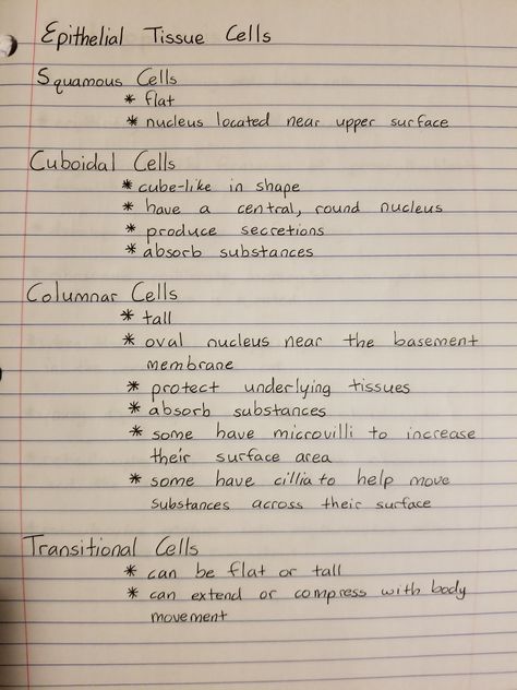 Excitable Tissues Physiology, Anatomy And Physiology Tissues Notes, Epithial Tissue, Anatomy Tissues Study, Cells And Tissues Anatomy Notes, Epithelium Tissue Notes, Epithelial Tissue Notes, Epithelial Tissue Anatomy Notes, Tissue Anatomy Notes