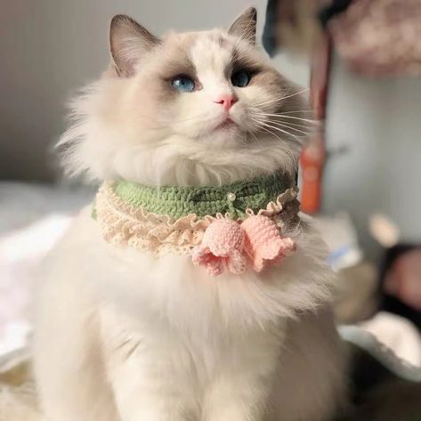 Find the perfect cat bed for your furry friend on Amazon. Cat Collar Crochet, Crochet Pet Collar, Crochet Cat Collar, Crochet Dog Clothes, Crochet Pet, Luxury Dog Collars, Cat Crochet, Crochet Cat Pattern, Cat Scarf