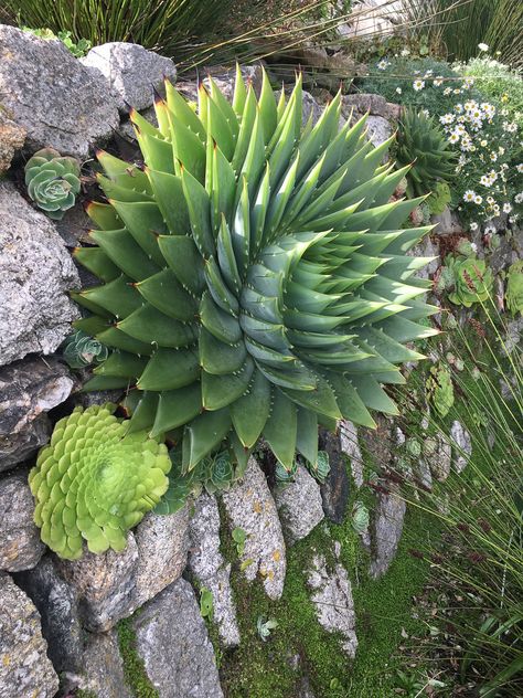 Succulent Border, Dessert Garden, Spiral Aloe, Succulent Landscape, Succulent Landscape Design, Backyard Plants, Indoor Gardens, The Spiral, New Garden