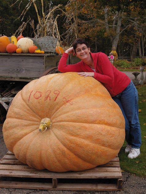 Dreaming of a giant pumpkin Fruits And Vegetables Pictures, Giant Vegetable, Funny Vegetables, Pumpkin Vegetable, Planting Pumpkins, Vegetable Pictures, Vegetable Harvest, Biggest Pumpkin, Pumpkin Garden