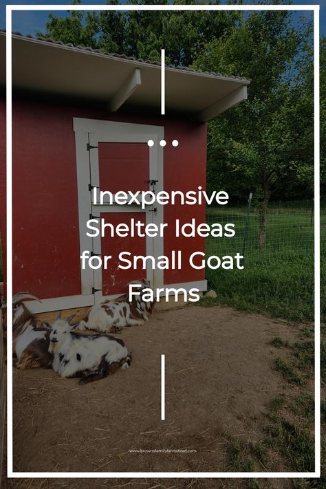 Inexpensive shelter ideas for small goat farms displayed on a small red shed with goats resting outside. Goat Area Ideas, Diy Goat Shed, Cheap Goat Shelter, Sheep House Ideas, Winter Goat Shelter, Goat And Chicken Pen Ideas, Goat Pen Ideas Shelters, Diy Goat Shelter Winter, Goat Houses Shelters