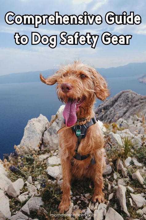 Comprehensive Guide to Dog Safety Gear for Active Pets - Mom Does Reviews Waterproof Dog Collar, Life Jackets, Pet Mom, Safety Gear, Dog Safety, Paw Pads, Dog Activities, Gps Tracking, Beloved Dog