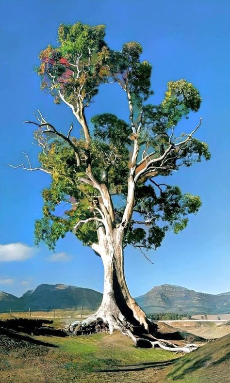 The River Red Gum (Eucalyptus camaldulensis), also known as the ‘Murray Red Gum’ Old Trees Photography, Plants Study, Tree Reference, Eucalyptus Camaldulensis, Wise Tree, Art For Walls, Environment Painting, Walls Art, Gum Tree