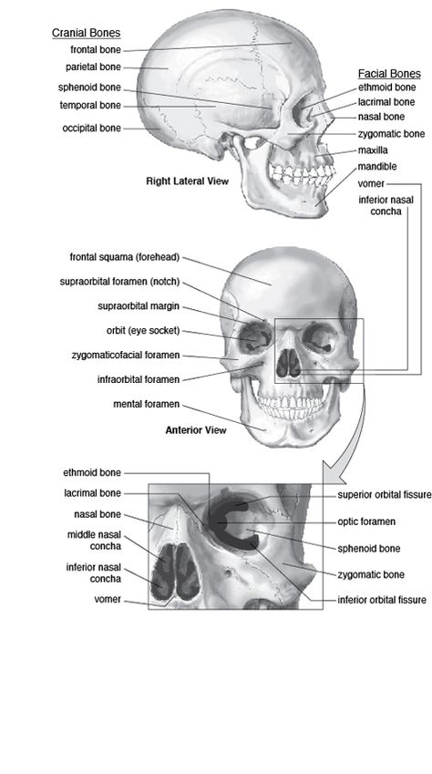 1. No date given, copyright 2016 2.  Cranium and Facial Bones 3. CliffsNotes 4. No age applicable. Skull Parts Anatomy, Forensic Anthropology Tattoo, Forensic Art, Human Skull Anatomy, Anatomy Education, Anatomy Flashcards, Drawing The Human Head, Radiology Student, Medical Esthetician