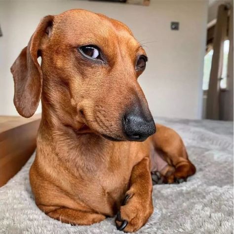 Dachshund Heaven ❤️❤️ (@dachshunds_express) • Instagram photos and videos Wiener Dog Aesthetic, Weiner Dog Drawing, Dash Hound, Winnie Dogs, Art Bases, Doxie Puppies, Goofy Dog, Weiner Dogs, Dream Dog