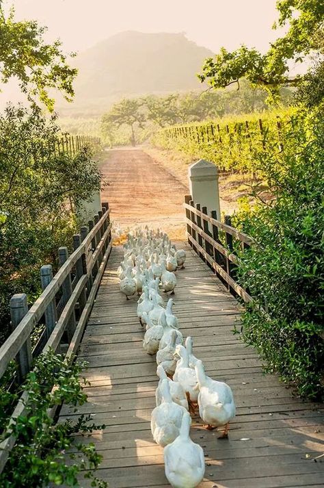 Lovely morning Green Gables, 귀여운 동물, Country Life, The Farm, Country Living, Farm Life, Arbor, Beautiful Creatures, Beautiful Birds