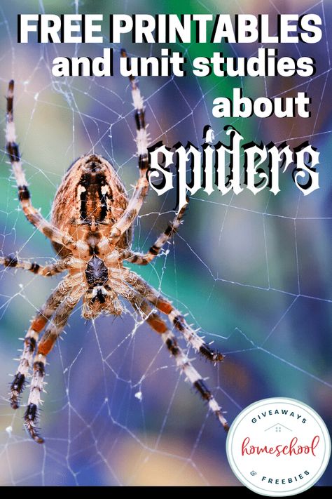 Free Printables and Unit Studies About Spiders - Homeschool Giveaways Spiders Unit Study, Spider Nature Study, Spider Life Cycle Printable Free, Spider Activities Kindergarten, Cool Spiders, November Homeschool, Spider Unit Study, Halloween Unit Study, Spiders For Kids