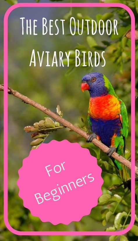 The Best Outdoor Aviary Birds for Beginners - PBS Pet Travel Aviary Ideas Outdoor Diy, Outdoor Bird Aviary Diy How To Build, Small Aviary Ideas Outdoor, Outside Bird Aviary Ideas, Outdoor Aviary Diy, Diy Outdoor Aviary, Finch Aviary Outdoor, Outdoor Aviary Ideas, Diy Bird Aviary Outdoor