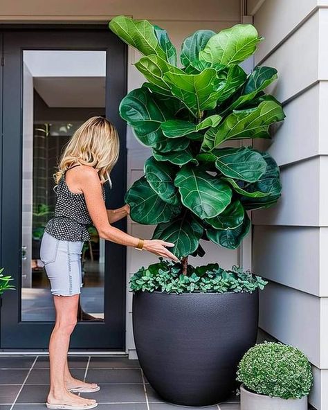 Entrance Door Plants, Entrance Planters Ideas, Door Plants Entrance, Front Door Planters Entrance, Front Door Plants Pots Entrance, Front Door Pots Plants Entrance, Front Door Plant, Front Door Flower Pot Ideas, Tall Planters Front Door