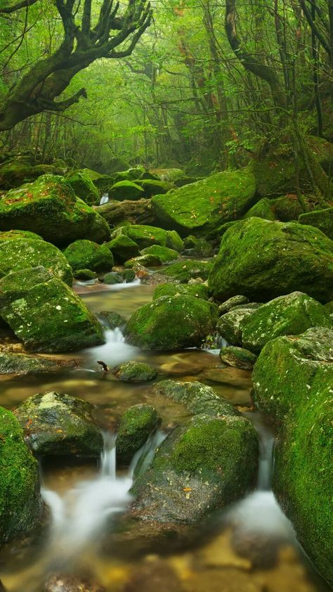 Must-see sights in Yakushima, Japan. Samurai History, Japanese Martial Arts, Beauty Of Japan, Yakushima, Xiaomi Wallpapers, Protect Nature, Background Images For Editing, Cool Landscapes, Fantasy Inspiration