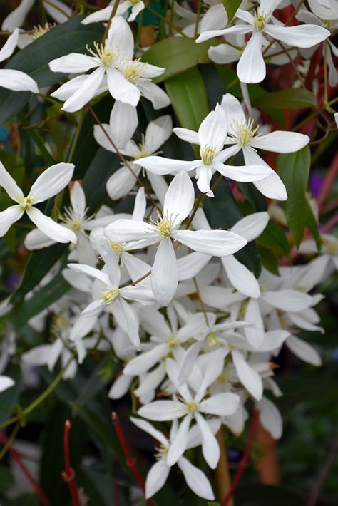 Clematis Armandii Snowdrift, Snowdrift Clematis, Evergreen Clematis, Clematis Armandii, Pastel Cottage, Yard Inspiration, Clematis Plants, Mountain Nursery, Clematis Flower