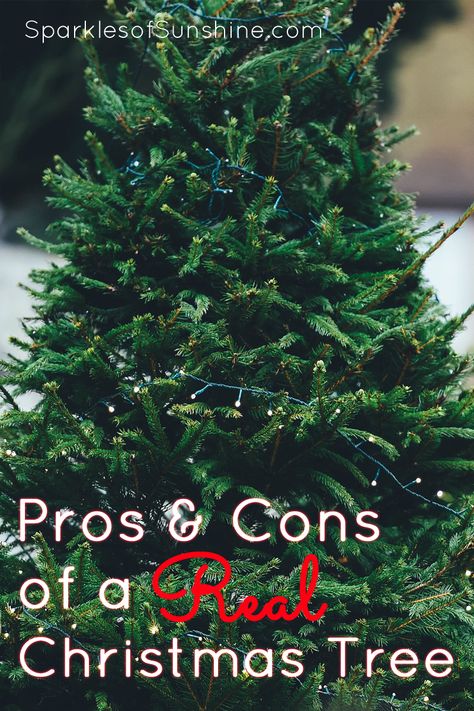 Real Xmas Trees, Christmas Tree Store, Best Artificial Christmas Trees, Fake Christmas Trees, Live Christmas Trees, Christmas Tree Background, Led Christmas Tree, Black Christmas Trees, Real Christmas