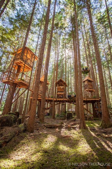 Adult Treehouse, Mega Mendung, Treehouse Living, Treehouse Ideas, Luxury Tree Houses, Beautiful Tree Houses, Treehouse Masters, Treehouse Cabins, Tree House Plans