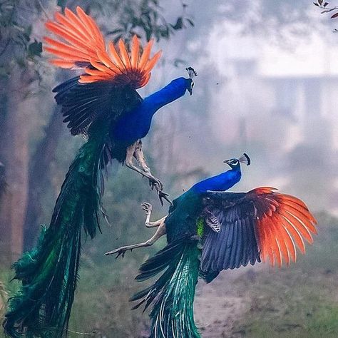 Peacock Flying, Peacock Wings, Taxidermy Art, Modern Magic, Most Beautiful Birds, Photography Fine Art, Content Curation, Animal Sketches, Colorful Birds