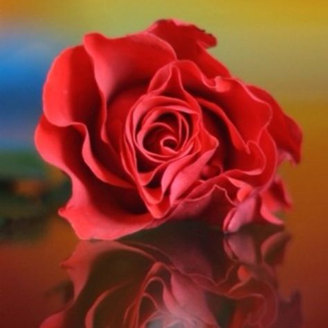 Red rose... Red Rose Dp For Whatsapp, Debt Consolidation, Free Credit, Credit Report, New Year Wishes, Life Insurance, Cell Phones, About Life, Red Rose