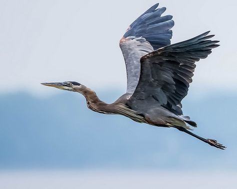 Heron Photography, Heron Flying, Heron Tattoo, Bird Painting Acrylic, Flying Tattoo, Heron Art, Japanese Bird, Grey Heron, Great Blue Heron