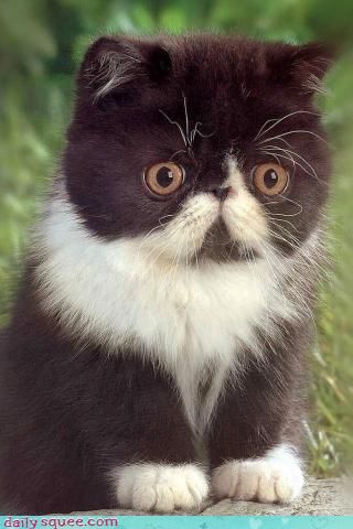 What a cute little tinky-tink!  (yep, that's how I talk to cats.  I'm that lady...not sure how it happened) Exotic Shorthair Cat, Owl Cat, Persian Kittens, Cat Ideas, Adorable Kittens, Söt Katt, White Nature, Exotic Shorthair, Black And White Cat