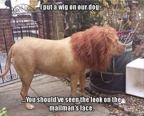 Funny Dog Memes, School Memes, Funny Animal Jokes, 웃긴 사진, Memes Humor, Funny Animal Memes, Animal Jokes, Funny Animal Pictures, Really Funny Memes