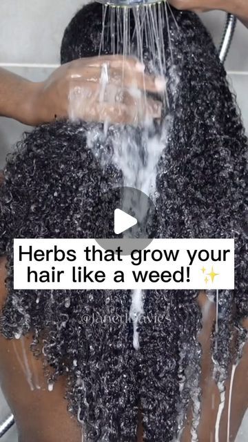 Indian Herbs For Hair Growth, Tea Rinse For Hair Growth, Diy Hair Growth Oil Recipe, Hair Growth Juice, Hair Growth Tips For Black Women, Starter Locks, Hair Growth Remedies, Hair Growth Oil Recipe, Hair Oil For Hair Growth