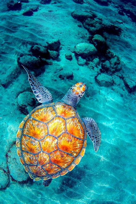 Turtle ✿ #ocean life #worldturtleday More Animals Tattoo, Fauna Marina, Clear Blue Water, Turtle Love, Beautiful Sea Creatures, Underwater Life, A Turtle, Ocean Creatures, Amazing Animals