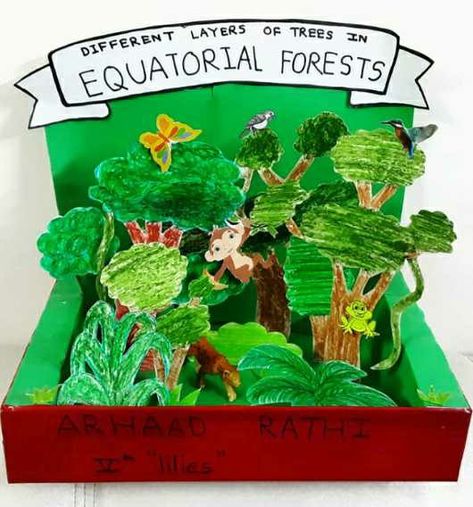 Equatorial Forest, School Project, School Projects, Forest