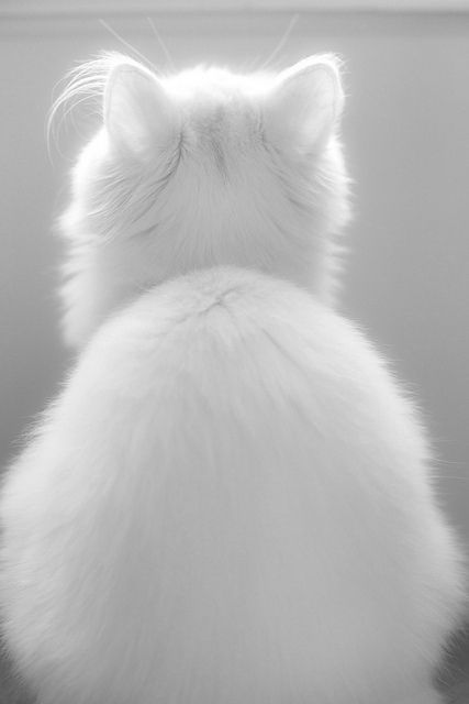 Söt Katt, White Cats, Cute Kittens, Pretty Cats, Beautiful Cats, 귀여운 동물, White Cat, Animals Friends, Big Cats