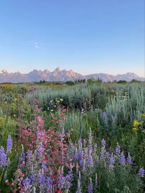 #flowers #wallpaperforyourphone #aesthetic #1 #flowerfield #scenery Pretty Flower Field, Nature Aesthetic Pictures, Kings Of Leon, Nothing But Flowers, Pretty Landscapes, Pretty Flower, Pretty Sky, Nature Aesthetic, Flower Field