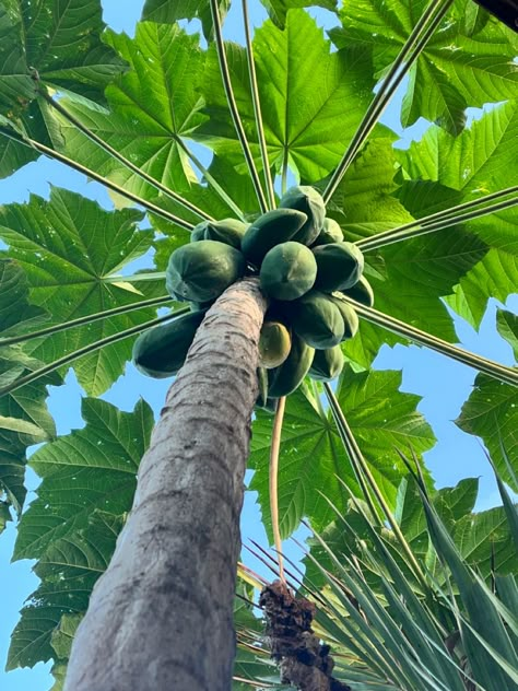 Papaya tree that bears so much fruits Papaya Aesthetic, Ipad Makeover, Papaya Plant, Hafa Adai, Papaya Tree, 1st June, Hawaii Art, Healthy Grocery List, Side Garden