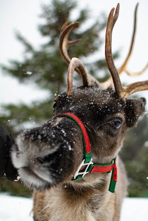 The Vermont Reindeer Farm Reindeer Pictures, Vermont Kitchen, Real Reindeer, Season Pictures, Deer Embroidery, Jingle Jangle, Reindeer Games, Santa Photos, Winter Animals