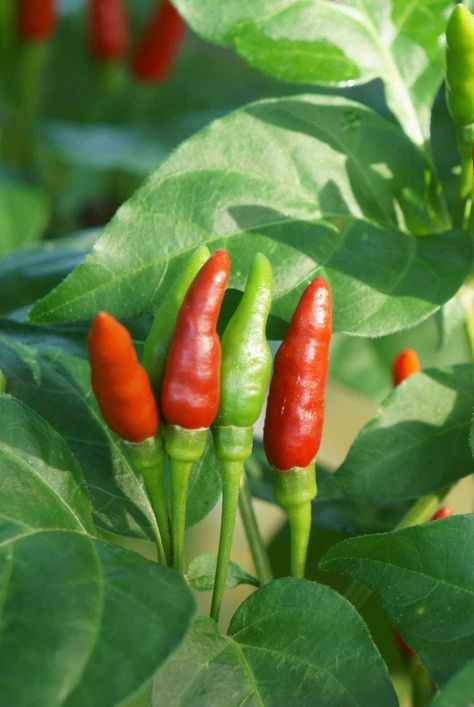 Thai pepper plant's fruit is valued worldwide for it hot, sweet flavor profile. Learn how to grow and care for the unique chile in your home garden. #vegetablegrowingguide #gardeningadvice #howtogrow #plantparenttips #thespruce Pepper Steak Recipes, Pepper Plant Care, Recipes Peppers, Bell Pepper Stuffed, Peppered Steak, Thai Peppers, Pepper Steak Recipe, Tabasco Pepper, Stuffed Peppers Healthy