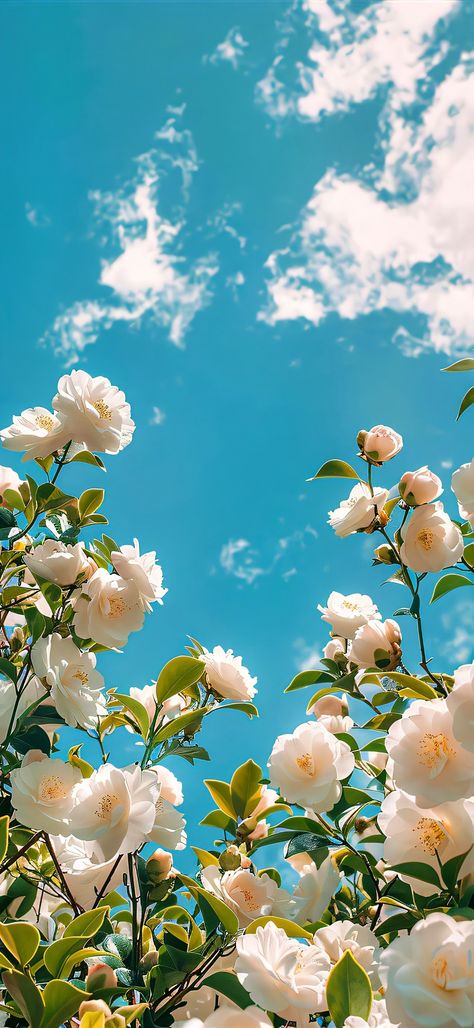 Flowers Sky Aesthetic, White Flowers Aesthetic Background, Bright Aesthetic Background, Pretty Landscapes Aesthetic, Roses Wallpaper Iphone, Phone Wallpaper Gif, Cute Background Pictures, Beautiful Summer Wallpaper, Iphone Wallpaper Landscape