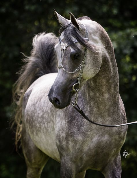 Siraj Ibn Mishaal LDA (US) 2010 Grey Straight Egyptian Arabian stallion. Description from pinterest.com. I searched for this on bing.com/images Dapple Grey Horses, Egyptian Arabian Horses, Arabian Stallions, Beautiful Arabian Horses, Most Beautiful Horses, Grey Horse, Most Beautiful Animals, Majestic Horse, All The Pretty Horses