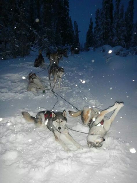 Roll over! Dog Mushing, Sled Dog, Pretty Animals, Silly Animals, Sporting Dogs, Dog Sledding, Cute Little Animals, Dog Photos, Beautiful Dogs