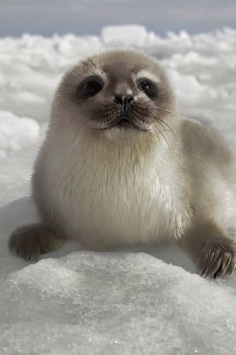 As the Arctic warms and natural habitats are transformed by human activity, strange new hybrid animals are starting to wander the earth. This is a harbor-ringed seal pup hybrid. The hybrid is mostly white, with some of the hooded seal pup's coloration. Seal Pup, Baby Seal, Baby Animals Pictures, Animale Rare, Super Cute Animals, Haiwan Peliharaan, Baby Animals Funny, Fluffy Animals