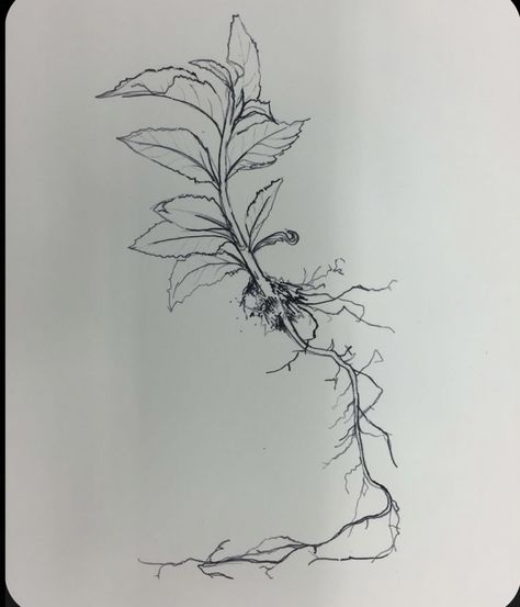 Plants With Roots Tattoo, Plant Tattoo With Roots, Plants With Roots Drawing, Flowers And Roots Tattoo, Plant And Root Tattoo, Roots Ankle Tattoo, Flower Tattoo With Roots, Flower Roots Drawing, Root Tatoos