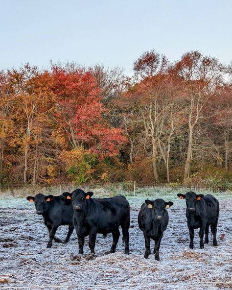 Black Angus Cattle, Angus Cattle, Cattle Farming, Down On The Farm, Farm Life, New England, Cow, England, Animals