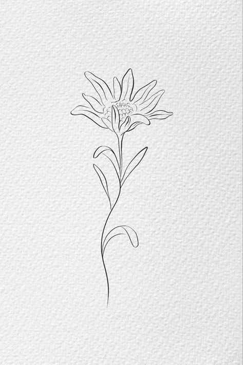 #lineart #botanical #botanicalillustration #flowerillustration #lineillustration #drawing  #edelweiss #edelweissillustration Fine Line Edelweiss Tattoo, Edelweiss Tattoo Simple, Edelweiss Painting, Edelweiss Flower Tattoo, Grandad Tattoo, Edelweiss Tattoo, Stella Alpina, Edelweiss Flower, Muster Tattoos