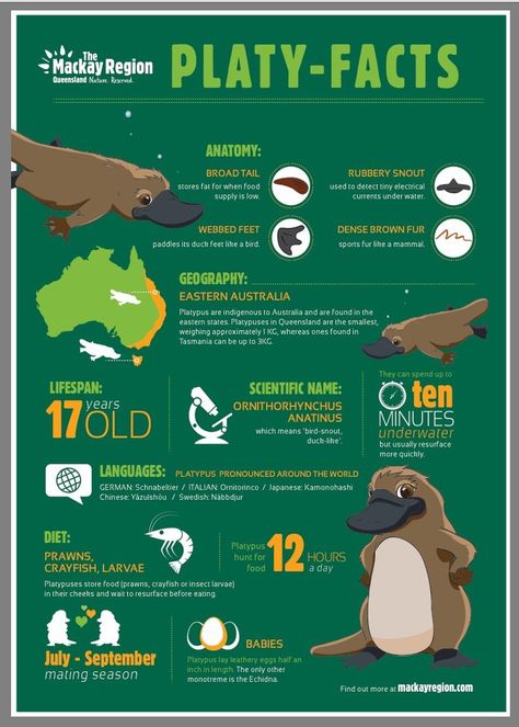 A guide to finding Platypus! Just saying the name Duck-billed Platypus tells you that this is one strange creature! It was such an oddity that when descriptions Platypus, Duck Billed Platypus, Animal Infographic, Visuell Identitet, Animals Information, Australia Animals, Infographic Poster, 흑백 그림, Facts For Kids