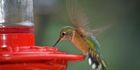 6 Things True Hummingbird Lovers Know | Southern Living Make Hummingbird Food, Homemade Hummingbird Food, Hummingbird Nectar Recipe, Hummingbird Cake Recipes, Hummingbird Food, Hummingbird Nectar, Hummingbird Cake, Mason Bees, Humming Bird