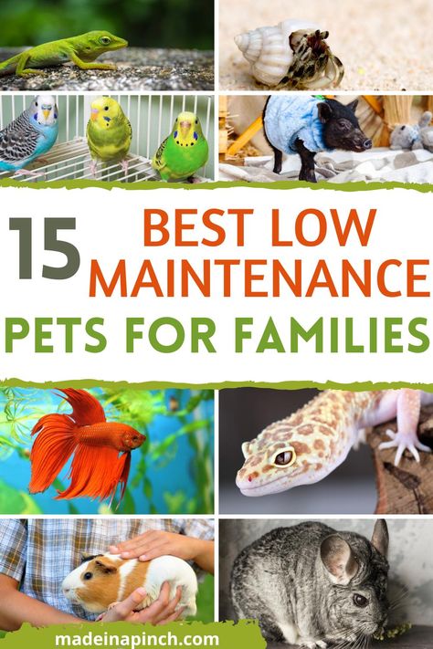 Fun Pets To Own, Pets To Have, Best Pets For Apartments, Best Pets To Have, Low Maintenance Pets For Adults, Easy Pets To Take Care Of, Pets To Get, Good Pets For Kids, Mobility Service Dog