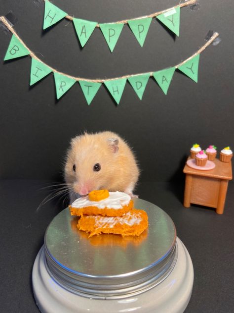 Hamster Spa Day, Hamster Birthday Party, Hamster Party, Hamster Birthday, Hamster Life, A Hamster, Pets 3, Cute Hamsters, Hamsters