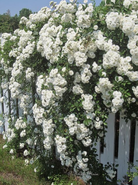 White Rose Plant, Flowers Growing, Climbing Rose, Rose Plant, Wallpaper Flower, Moon Garden, Casa Exterior, Growing Roses, Planting Roses