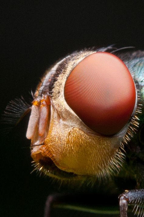 Housefly Super Macro Photography, Macro Photography Insects, Foto Macro, Microscopic Photography, Micro Photography, Insect Photography, Extreme Close Up, A Bug's Life, Beautiful Bugs