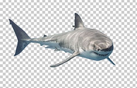 Transparent Shark Png, Fish Desktop Wallpaper, Shark Collage, Cartilaginous Fish, Aquarium Poster, Shark Png, Call Logo, Public Aquarium, Psd Texture