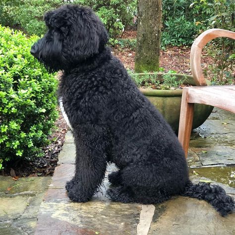 The Giant Schnoodle: A Complete Guide | Doggie Designer Giant Schnoodle, Giant Poodle, Schnauzer Standard, Schnauzer Poodle, Terrier Poodle Mix, Schnoodle Puppy, Schnoodle Dog, Chocolate Poodle, Poodle Mix Breeds