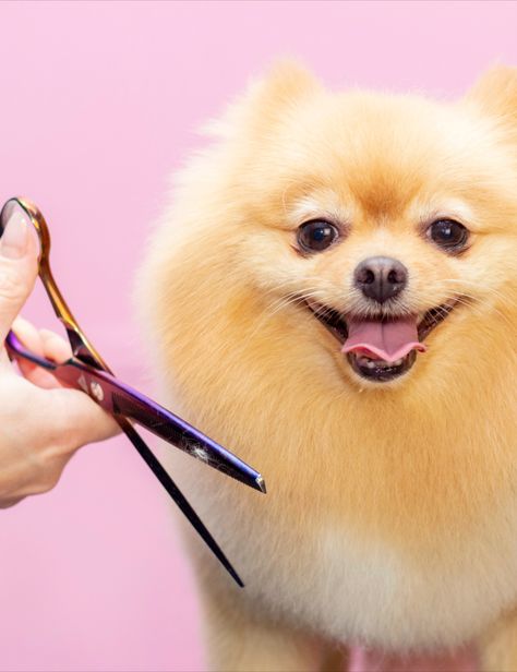 Dog Grooming Scissors, Pet Spa, Pet Hotel, Grooming Salon, Dog Wash, How To Look Handsome, Types Of Dogs, Dog Pin, Dog Coats